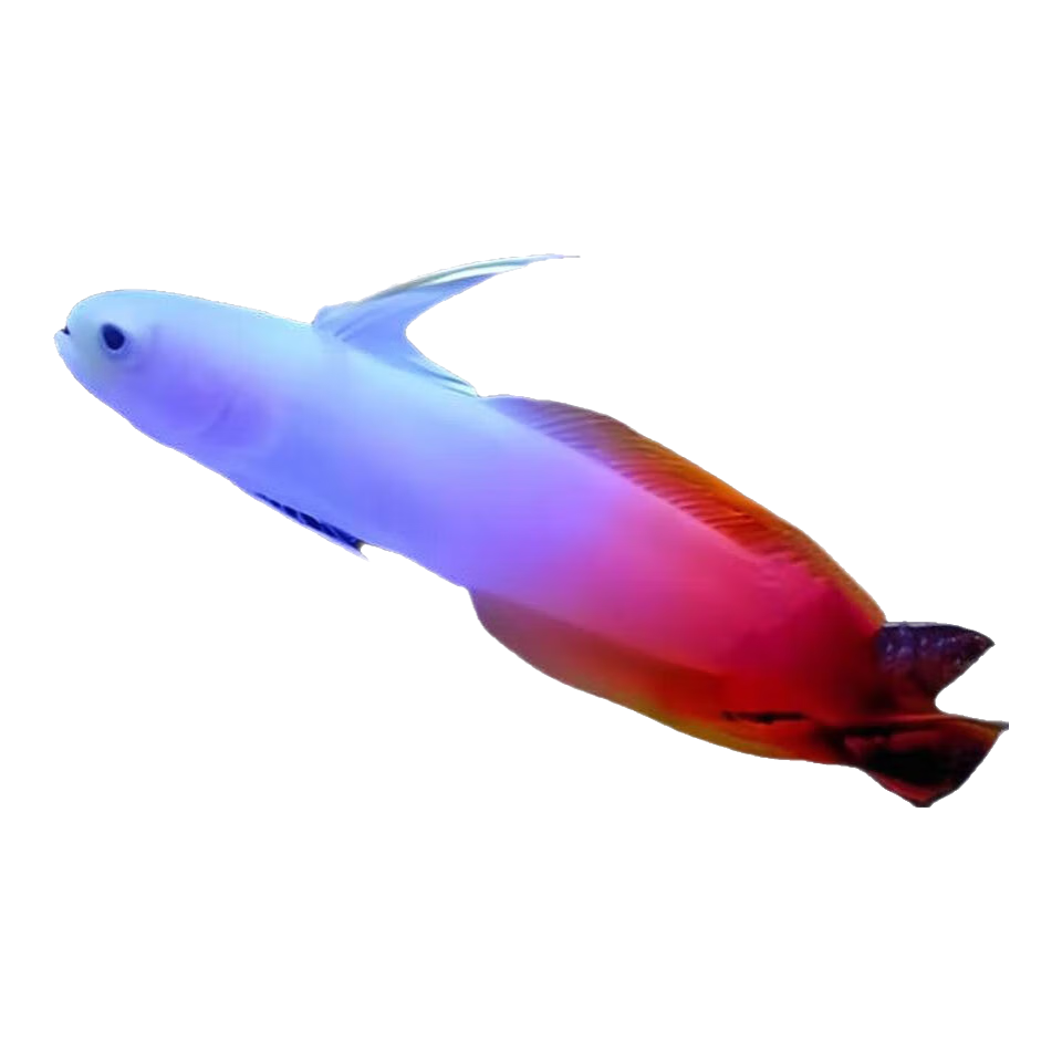 10年老店雷達紫雷達美國大帆鴛鴦大溪地火鳥海水魚活體觀賞魚 紅雷達4-6cm已檢疫