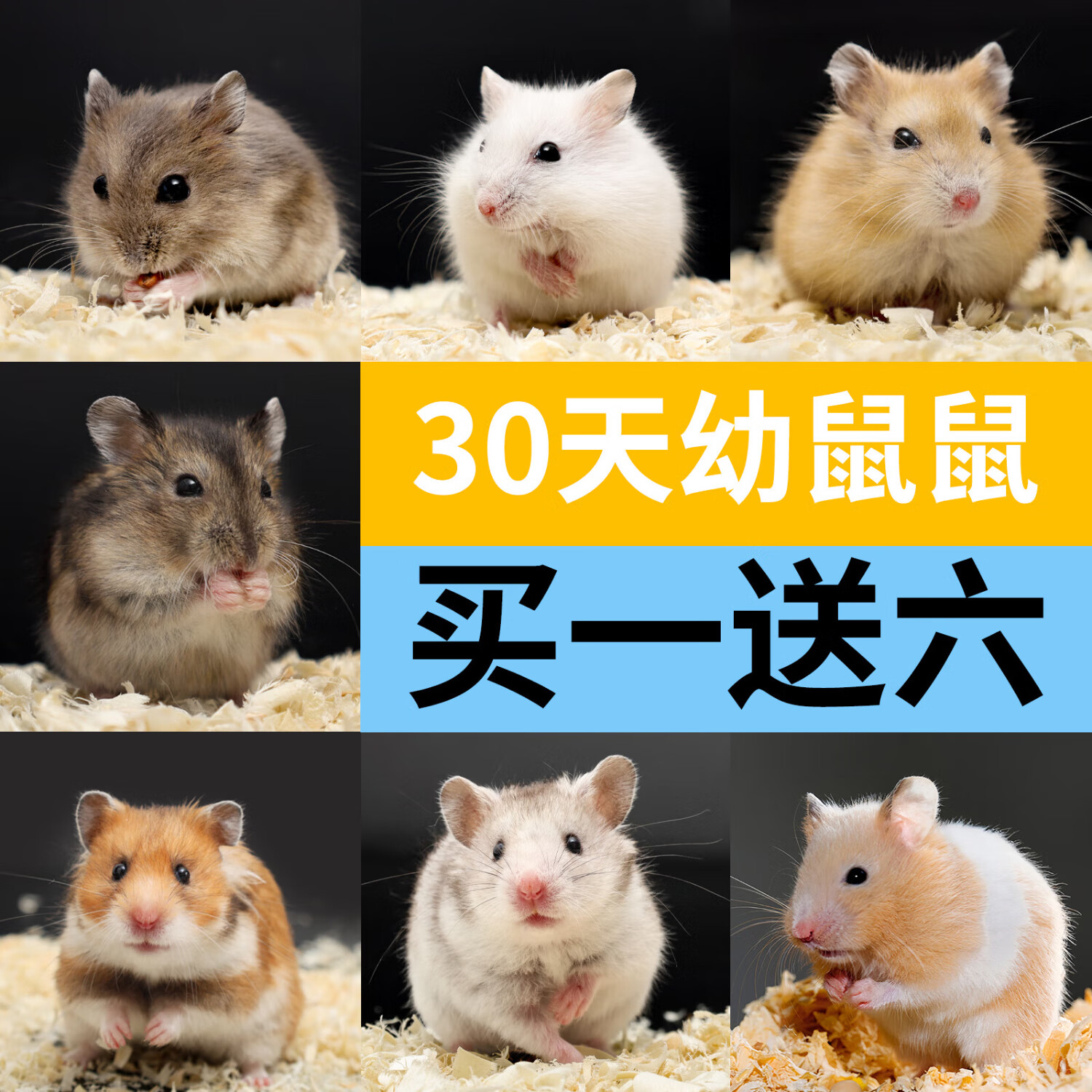 仓鼠布丁银狐小活体侏儒金丝熊物已打疫苗一公一母次日达紫仓三线