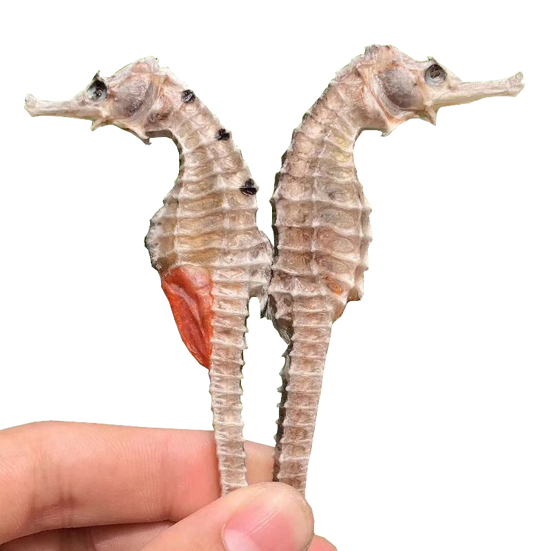 海马药材公母一对六角海龙组合泡酒滋补壮阳【CAWC认证】干货礼盒 50只公母搭配 52g*1袋