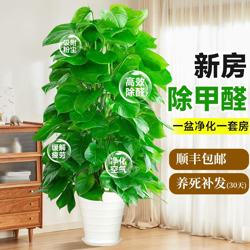 ���ڲ��������Ŵ�Ҷ���������Կ���������ֲ�칫���ڳ���ȩ���������·��������� ������1.2-1.3�� [��ɫ������]