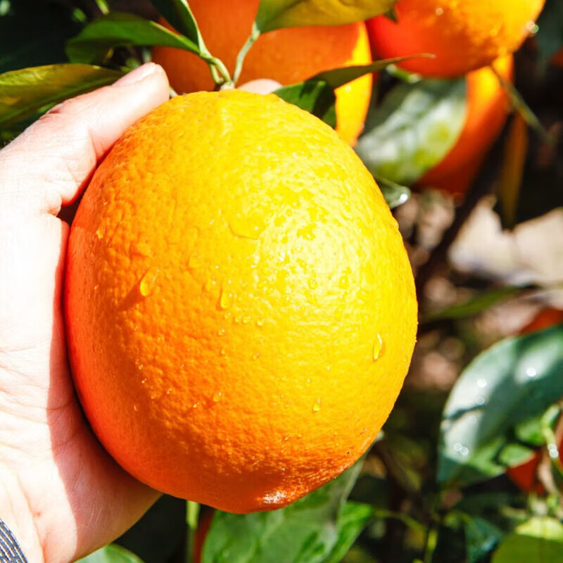 酷果汇正宗中华红血橙新鲜水果当季现摘红肉心手剥橙子整箱年货水果彩箱 【爆款】净重5斤-单果65MM+