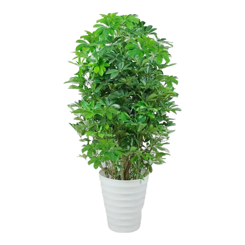 行湘鸭脚木大型绿植花卉盆栽 鸭脚木1.2-1.4米 含螺纹白盆 源头直发