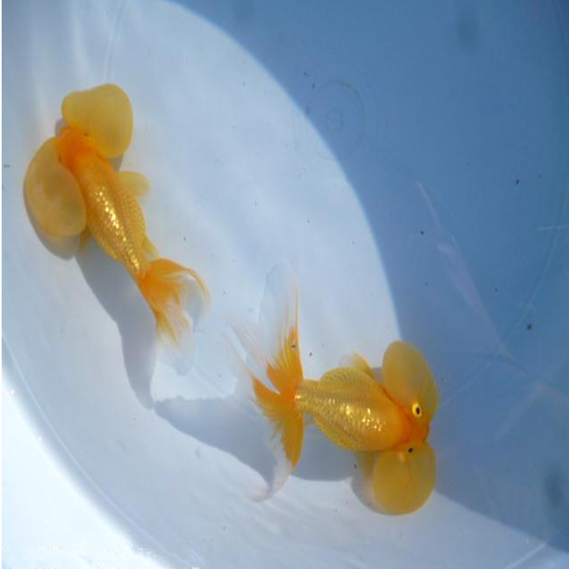 小金鱼观赏鱼冷水鱼苗宠物鱼淡水鱼兰寿室外鱼池混养国粹鱼 水泡眼 6