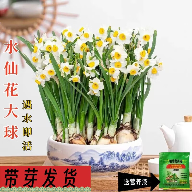 ��֮������ˮ����������ˮ�໨����̨��ֲ�����ͺ�ˮ�ɻ� ���ܳ�18-20cm��ˮ��2��