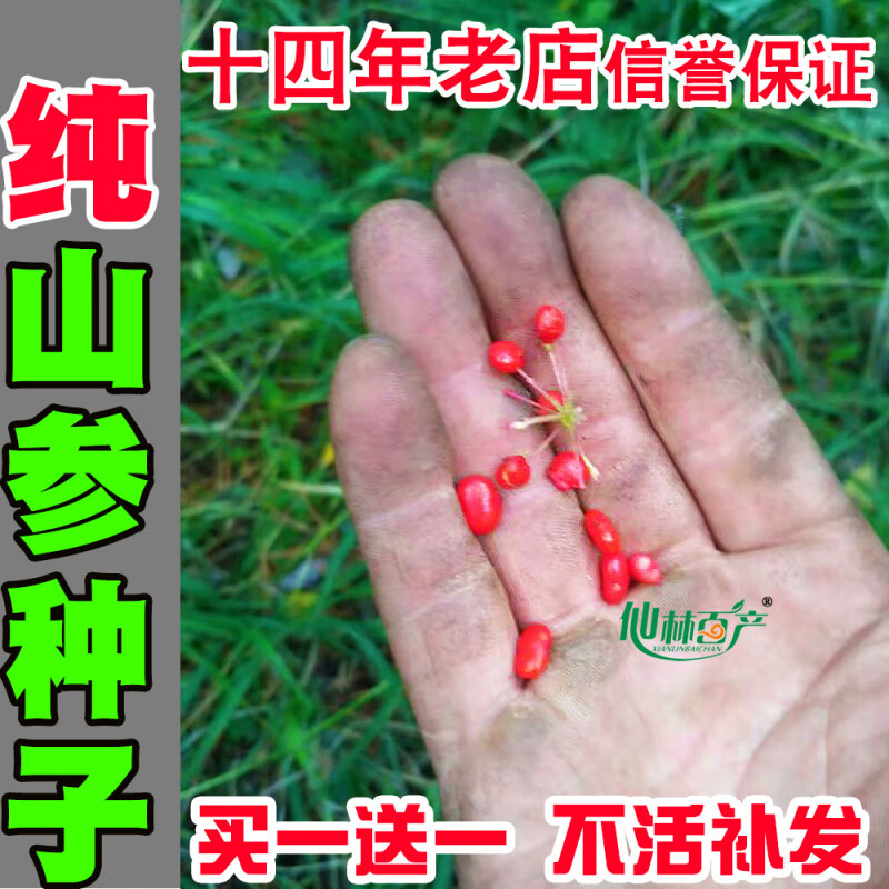 山參種子野山參籽盆栽人參種子長白山參室內(nèi)種植野山參苗保活 1g 100粒裝