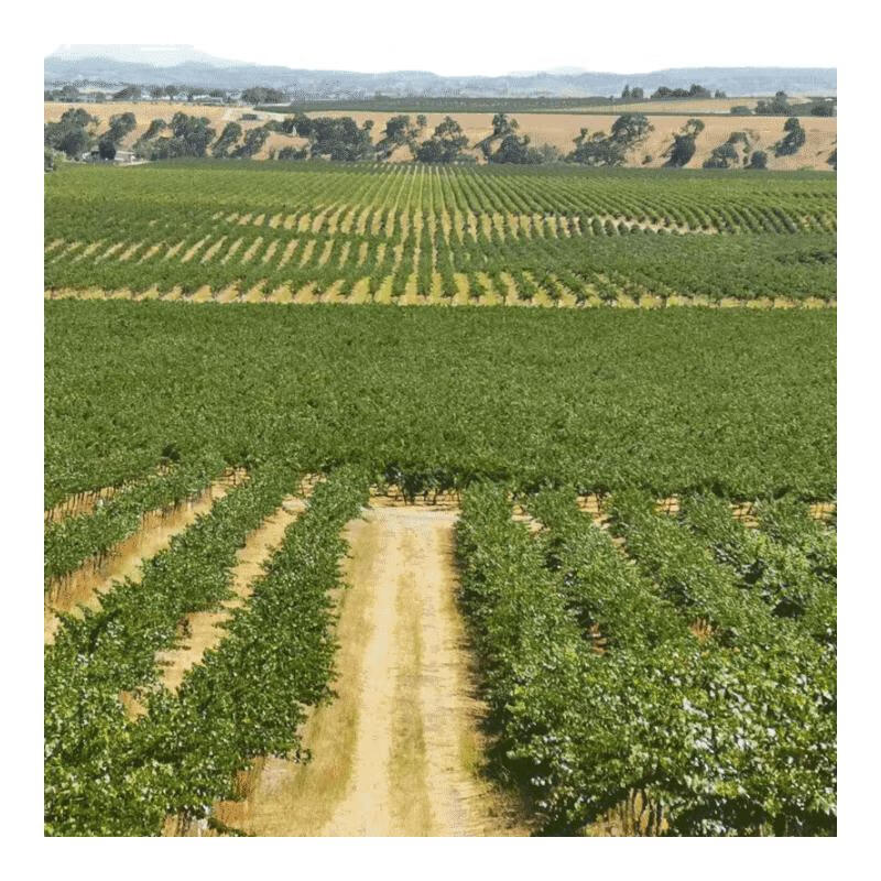 歌如诗【美国红酒大赛银奖】美国加州原瓶进口干红葡萄酒 750ml*6瓶仙粉黛礼盒装