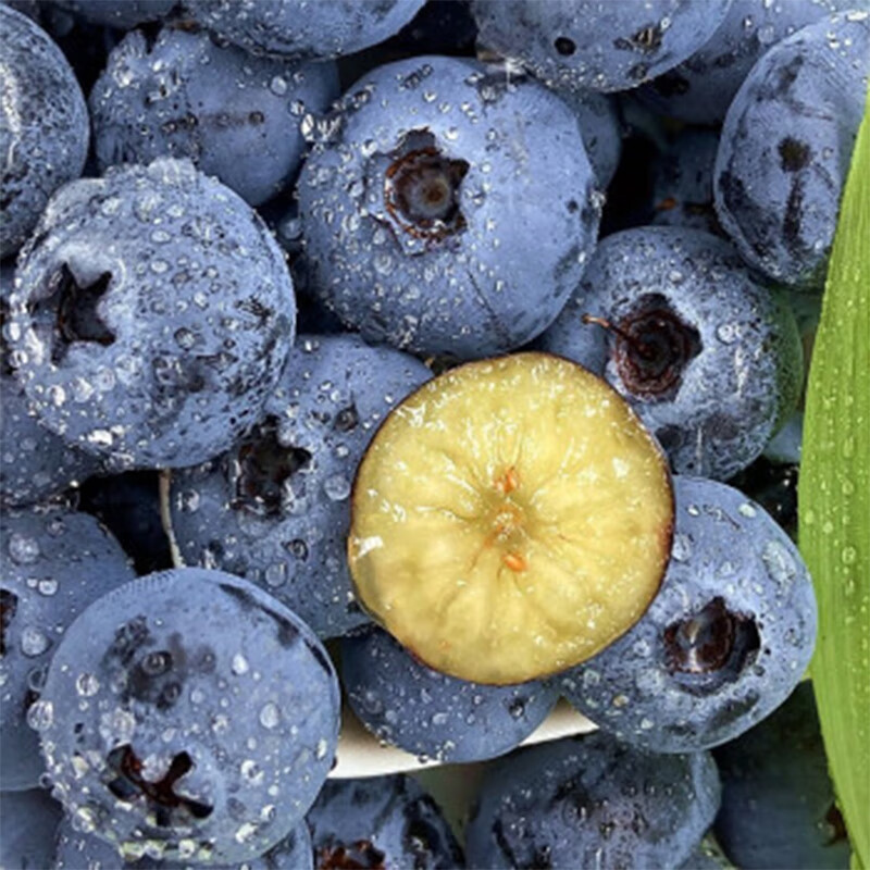 智宙云南花香蓝莓【多地次日达】国产水果新中梅生鲜果送礼品物盒 尝鲜中小果 4盒（100-125g/盒）丨单果12-15mm+