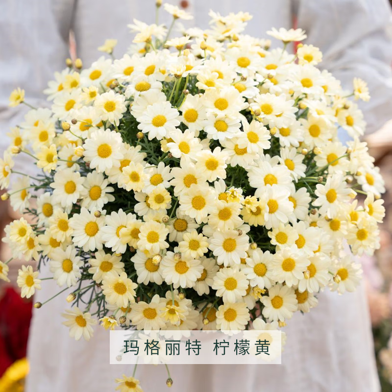 塔莎的花園瑪格麗特盆栽帶花花苗糖果粉巨人庭院陽臺菊科花卉 檸檬黃140