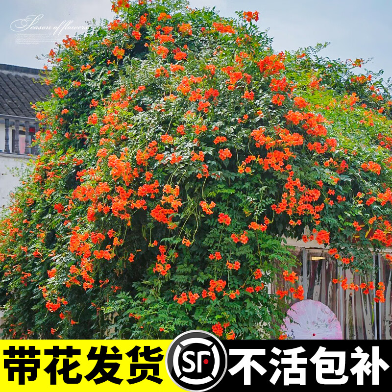 �����ͺ�������������ֲ���ļ������ܴ�����ֲ����ͥԺ��̨���̻����� ��ɫ������190#һ����