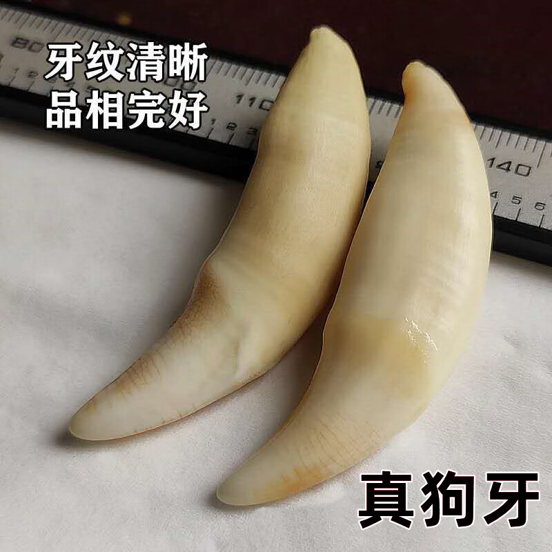 淑雀真黑狗牙吊墜 真狗牙掛件寶寶嬰幼兒童成人狗牙手鏈狗牙齒項(xiàng)鏈 狗牙4.7厘米(送紅繩)已打孔