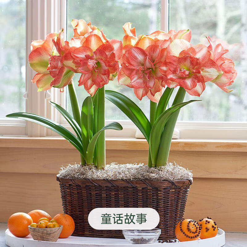 海蒂的花园旗舰店南非朱顶红进口重瓣种球室内阳台球根花卉植物保证对版种球 荷兰朱顶红童话故事28/30 12+
