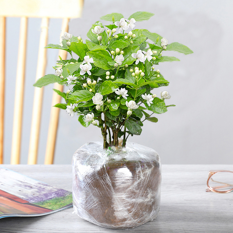 茉莉花绿植花卉盆栽室内外客厅好养护四季开花带花苞浓香 中号茉莉花