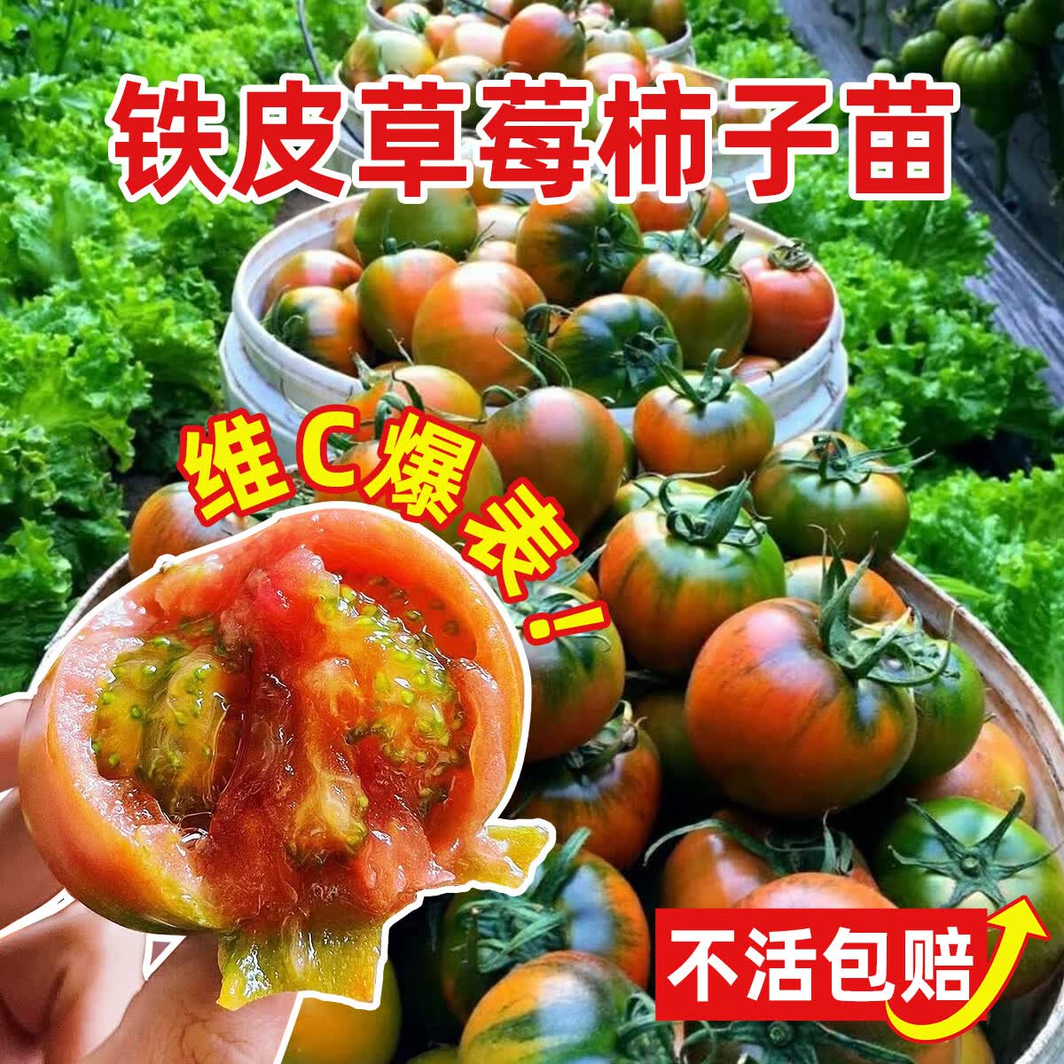 原起点铁皮草莓西红柿苗秧水果四季柿子沙瓤普罗旺斯马蹄番茄苗蔬菜种子 铁皮草莓番茄苗【6棵】