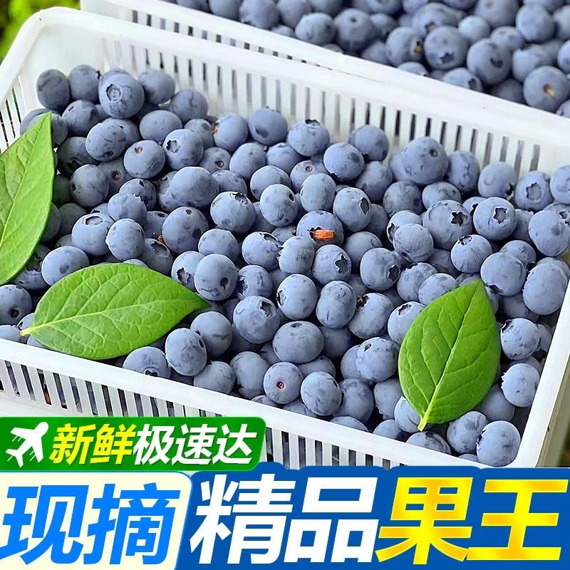 新鲜丹东蓝莓 京东快递 保护眼睛大果老少皆宜纯甜一级水果半价 4盒20mm+特大果(125g/盒)