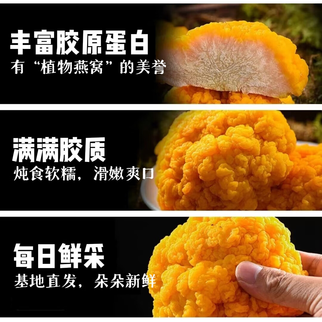 新鲜金耳菌【顺丰包邮】云南黄金耳菇 可生食 刺身 火锅 高端食材 500g