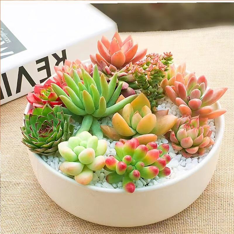 仙人球盆栽办公室阳台绿植室内桌面花卉 12颗随机多肉拼盘 盆土铺面石