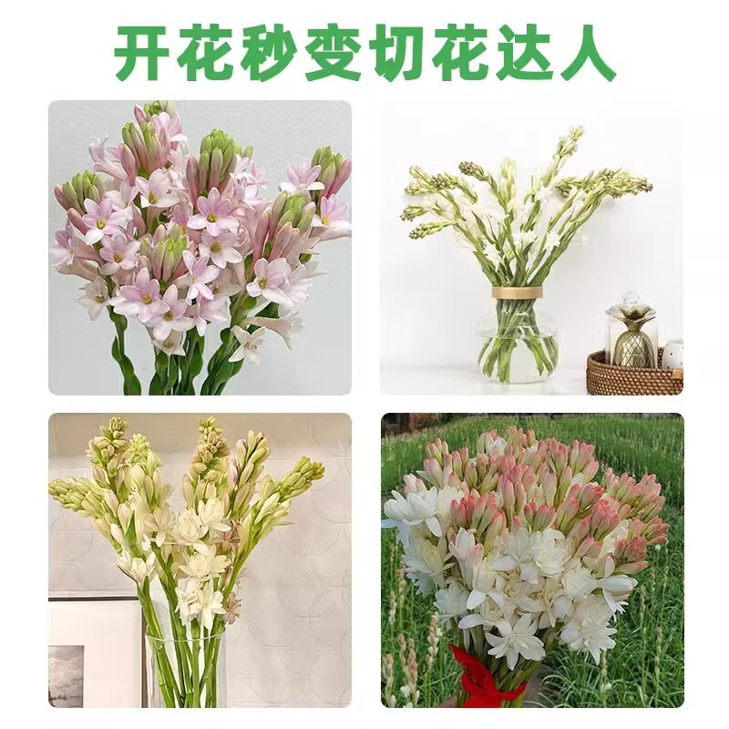 多头重瓣晚香玉种球开花香夜来香庭院室内外阳台盆栽球根花卉植物 粉色【小球6-10芽】+专用肥 5-15cm
