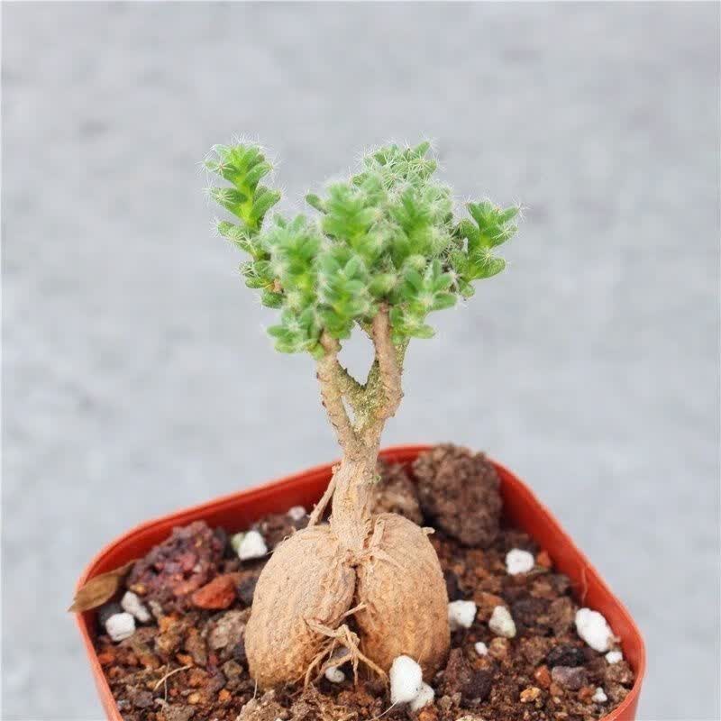 迎虞花苑姬红小松块根老桩开花多肉植物组合小盆栽陶瓷盆景室内装饰