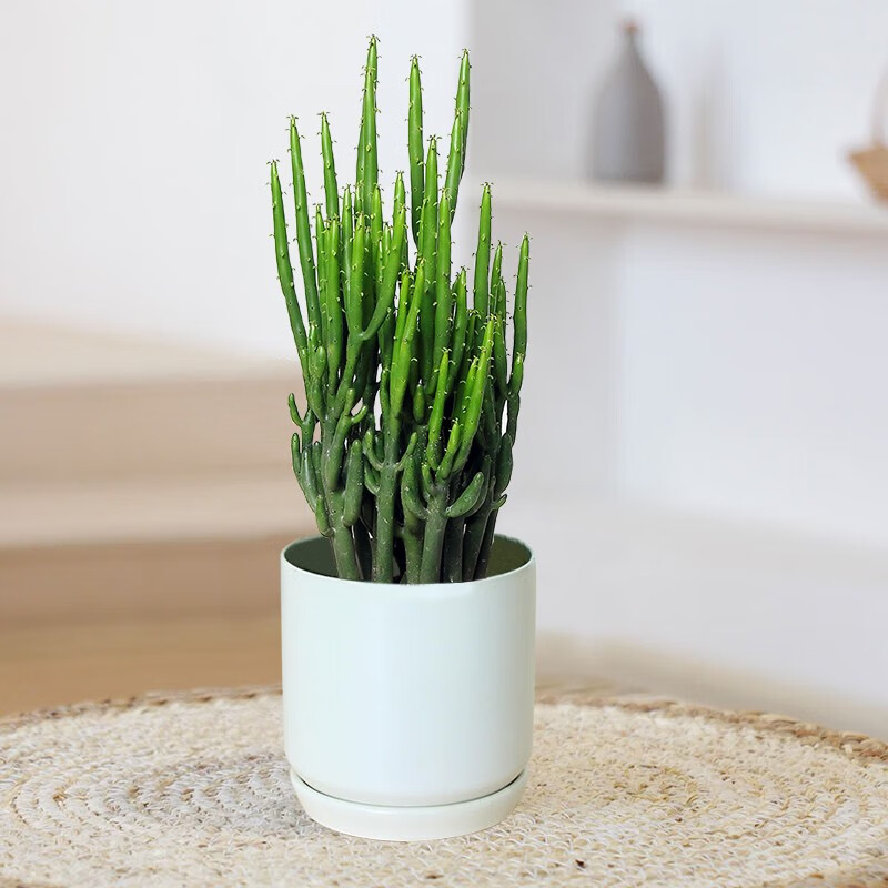 only you【两小时达】多肉植物绿珊瑚光棍树盆栽办公室桌面绿植花卉
