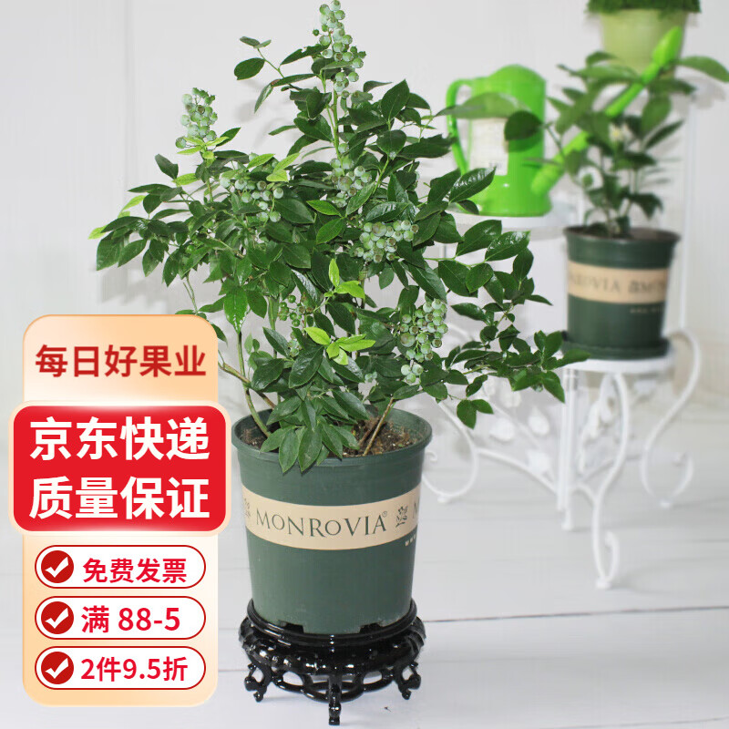 藍(lán)莓樹苗 南方北方種植盆栽果樹苗陽臺藍(lán)莓苗水果樹苗當(dāng)年結(jié)果苗 9年苗當(dāng)年結(jié)果 30cm(含)-50cm(不含)