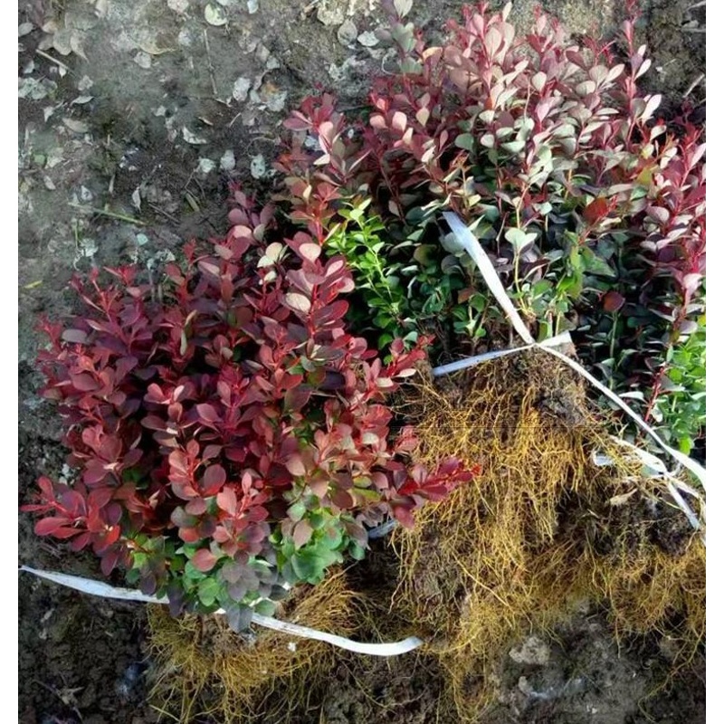 苗圃直销 红叶小檗小苗 红叶小波苗 绿篱树种 庭院绿化苗木 床苗 100