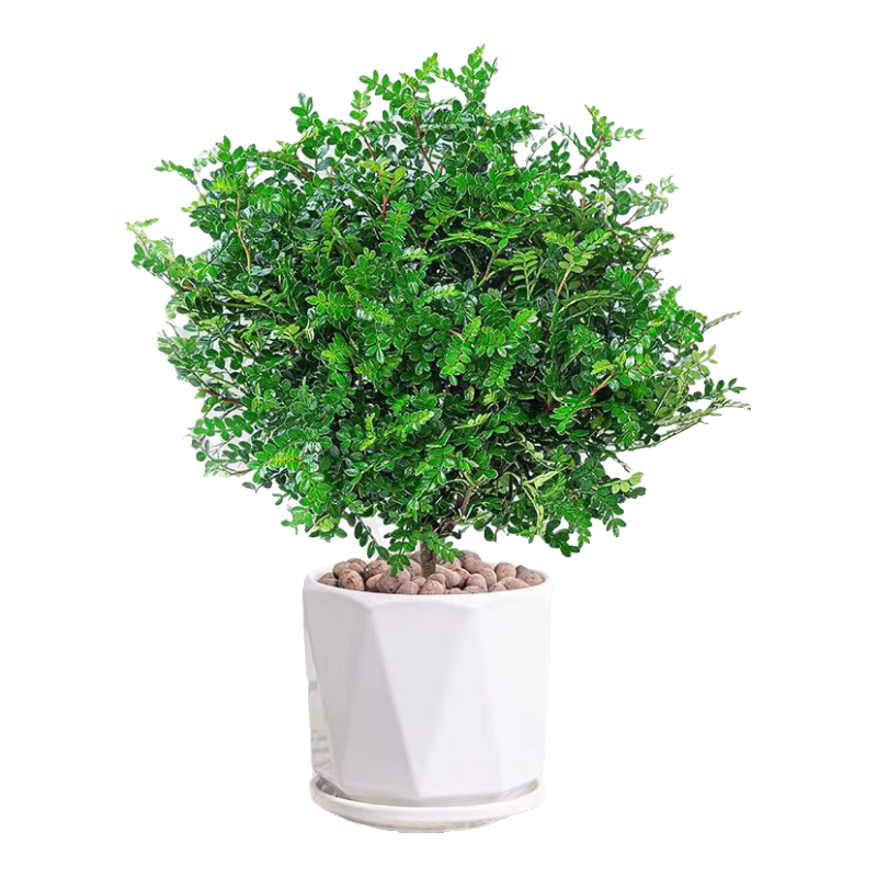 行湘清香木胡椒木綠植盆栽桌面綠植小清香胡椒木+菱形陶瓷盆 源頭直發(fā)