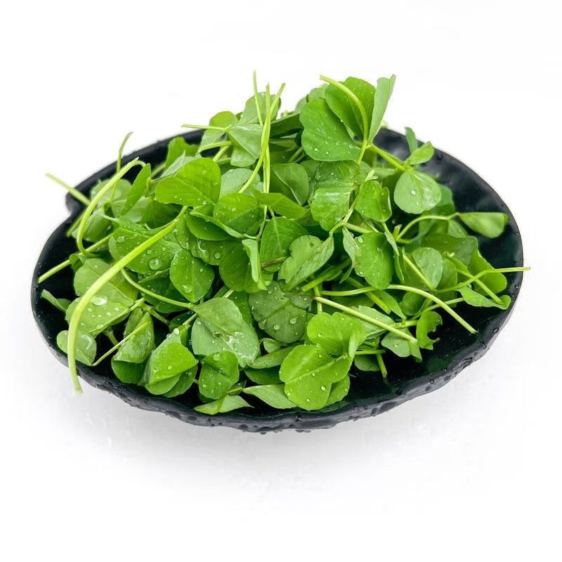 新鲜草头现摘三叶草蔬菜新鲜金花菜蔬菜草头多规格可选 一斤装