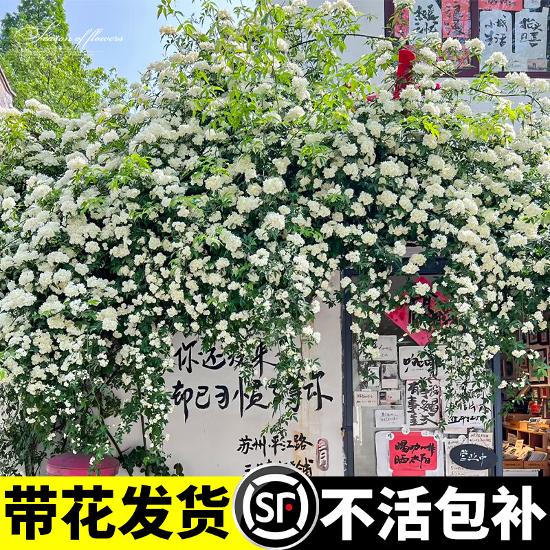 ���Ż�ľ�㻨������ֲ�ﻨ���ذ��ľ������Ǿޱ��̨ͥԺ�ļ��������� ����ľ�㡿��50~70cm����-���֧ 18.42Ԫ