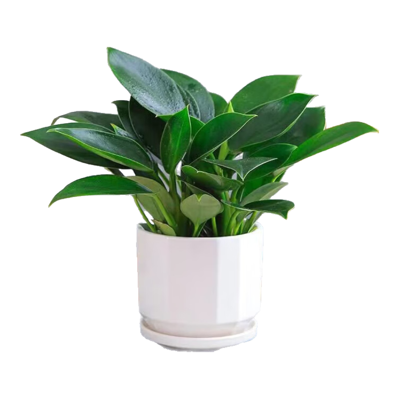 ������������̹����·���ֲ���ܿ�������ȩ+ŷʽ�����մ��� Դͷֱ��