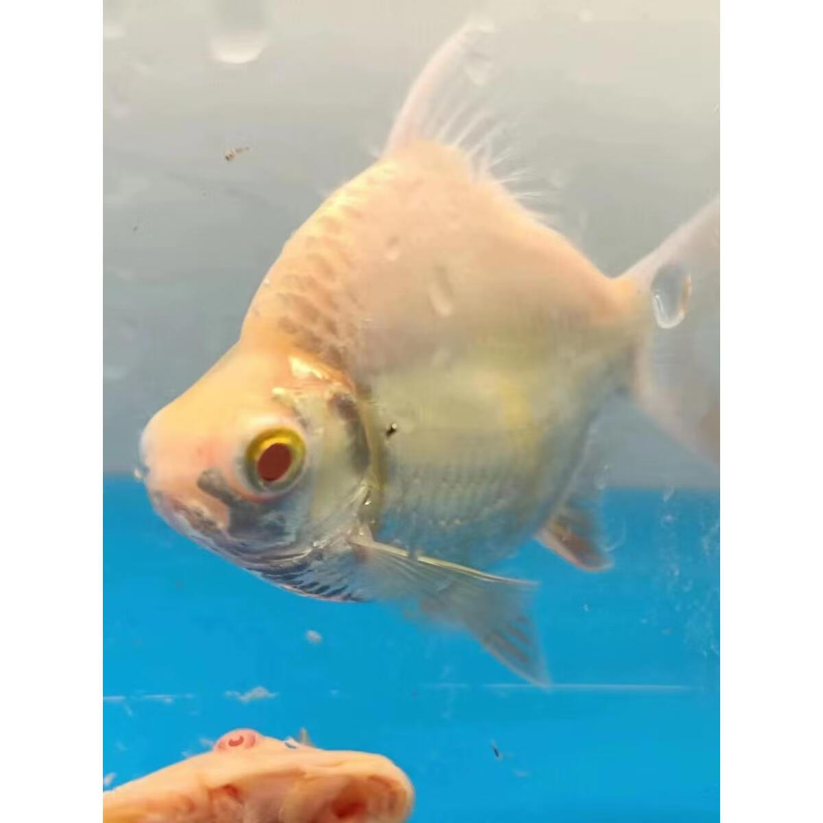 泰国进口元宝鲫零号短身柠檬鲫活体双线侧鱼金凤银凤龙鱼虎鱼配鱼 零