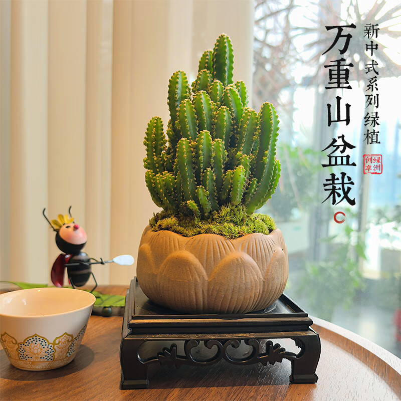 仙人掌盆栽萬重山室內仙人球多肉植物辦公室桌面防好養(yǎng)輻射綠植 萬重山蓮花盆+苔蘚+復古底座+肥 帶盆栽好