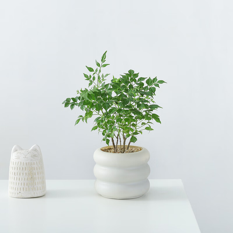 ϲȵ˵�̹����������ڰ칫���������������ֲ�ļ����໨��ֲ�ﾻ������ �Ҹ���+PVCС����Ȧ��+���� �����Ժ�