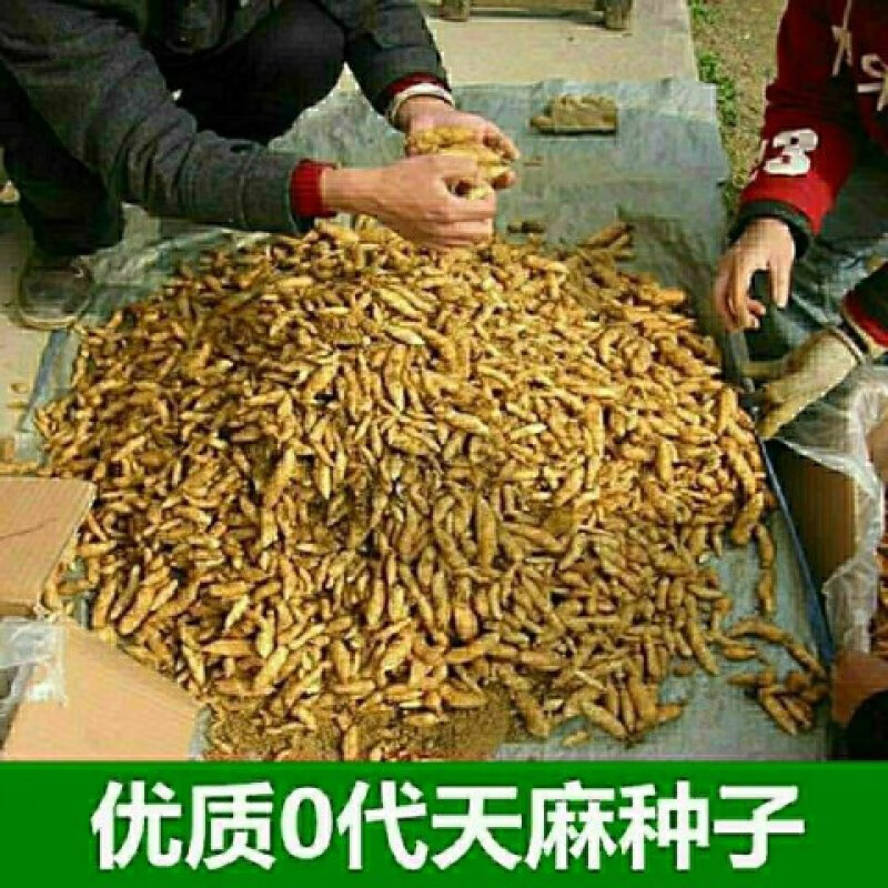天麻种子 天麻0代种 1代天麻种苗 天麻种麻 天麻种子10粒