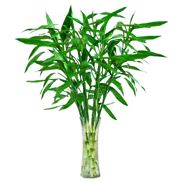 ���ڲ��������Ÿ�����ˮ��ֲ��ˮ������������������ֲ�в�ת�����ӻ����������� 10mm��֦������60-70���� 6��