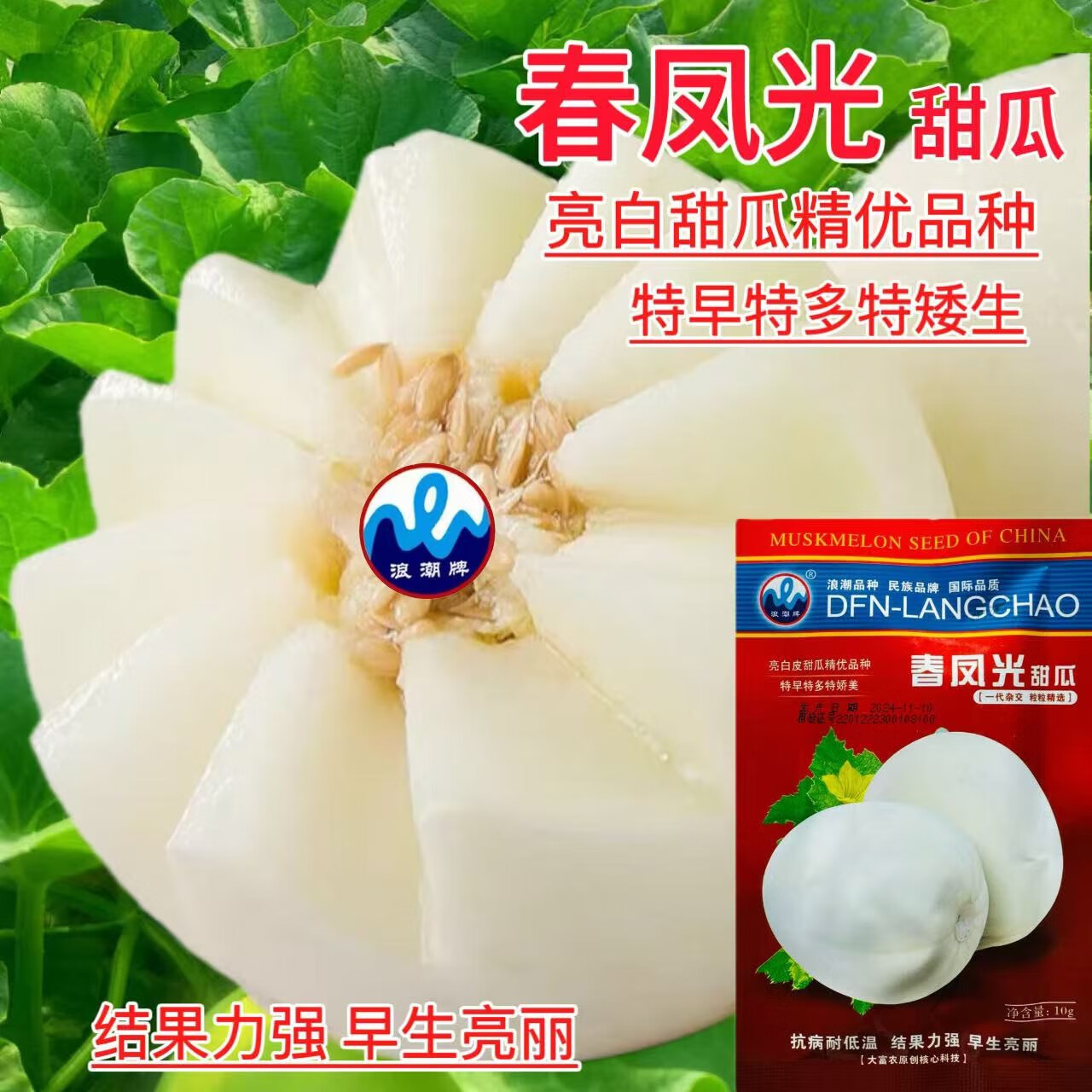 春凤光白皮甜瓜种子抗病耐低温香瓜种籽春季早熟超甜盆栽阳台瓜种 春