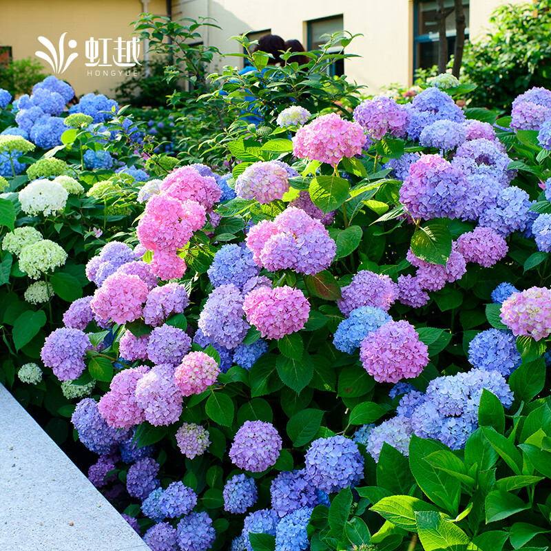 虹越(HONGYUE)大花繡球花盆栽苗 無(wú)盡夏花手鞠萬(wàn)華錦繡球八仙花庭院陽(yáng)臺花卉 【大花繡球·2盆裝】“無(wú)盡夏”1加侖