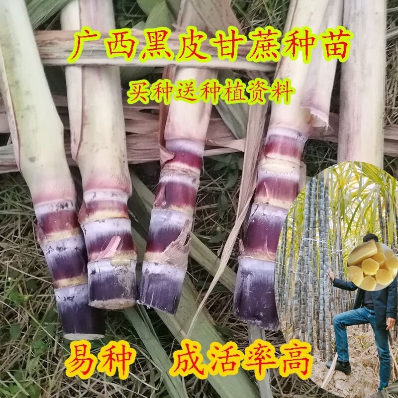 福顺德4-7芽正宗广西红皮黑皮紫皮甘蔗种苗子尖脆软甜南北方种植