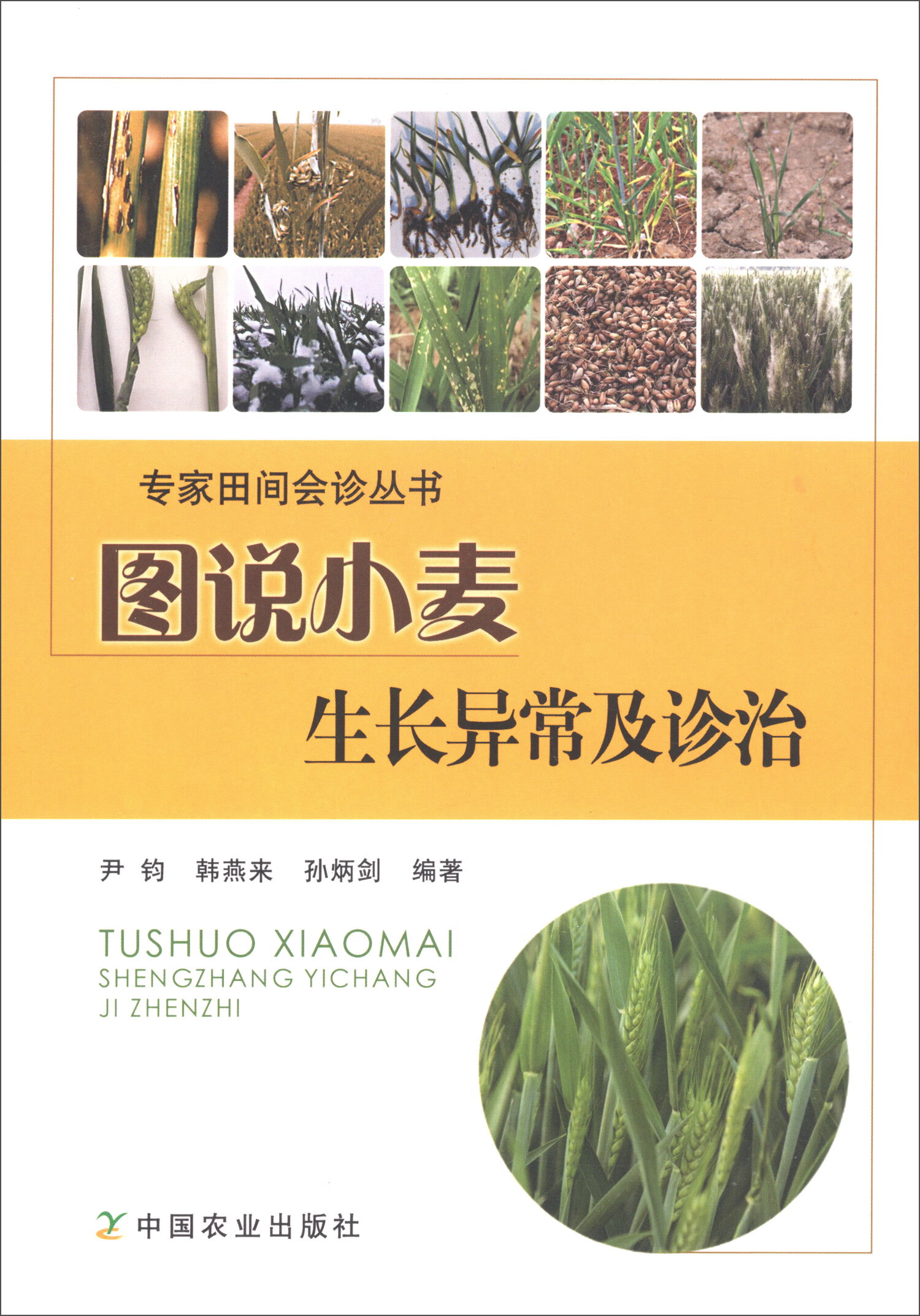 图说小麦生长异常及诊治