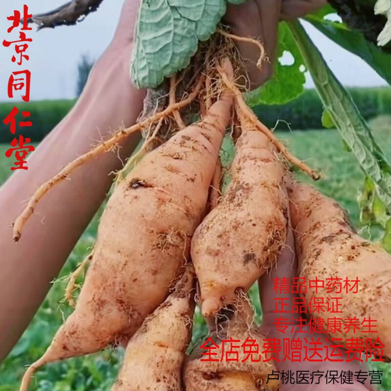 北京同仁堂正鮮地黃生地黃1/3斤現(xiàn)挖鮮地黃原產(chǎn)地農(nóng)家自種新鮮整箱發(fā)貨 精選3斤裝（24到48個左右）
