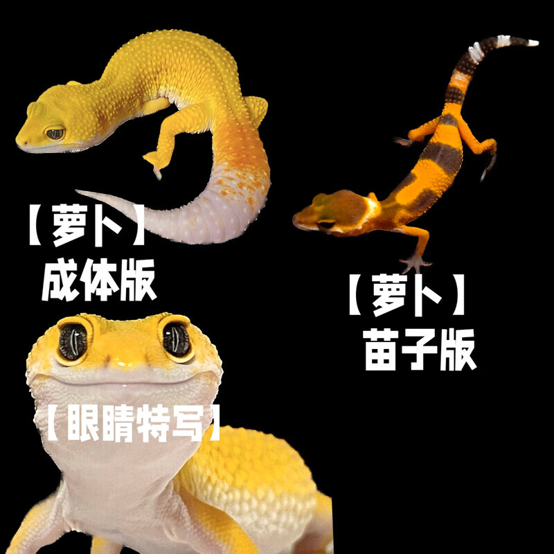 【豹纹守宫-可挑选】超可爱超温顺宠物好养爬宠宿舍宠物家养异宠 【萝卜守宫宝宝】精选品相