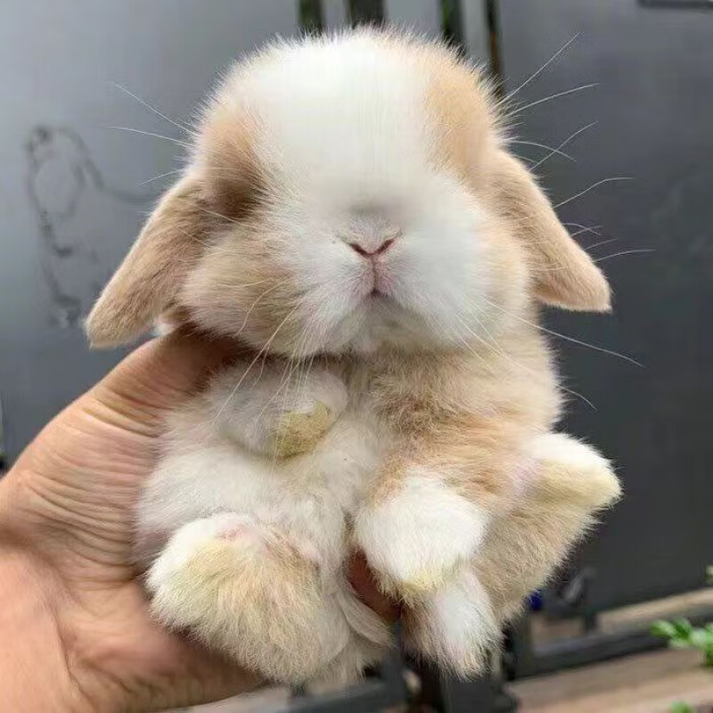 兔子活物侏儒兔垂耳兔网红小宠物茶杯兔冷门宠物迷你荷兰兔道奇 黄白