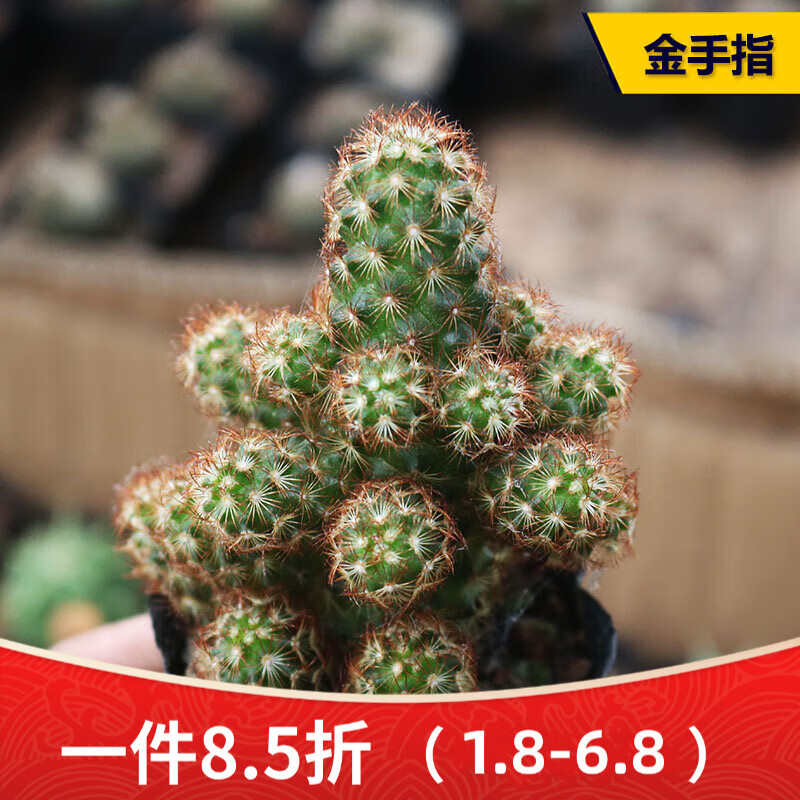 實(shí)生仙人球合集星兜組合套餐鸞鳳玉多肉植物仙人掌盆栽開花 金手指8-10cm高 裸根不帶土
