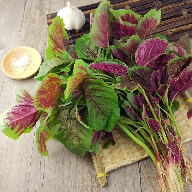 寿禾苋菜蔬菜种子汉菜圆叶红苋菜四季批发菜籽阳台叶菜类菜种子春冬季