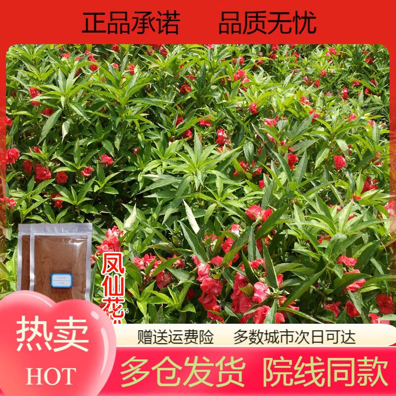 ysed热销凤仙花粉染头发指甲草染发遮盖白发酒红色金凤花小桃红 凤花