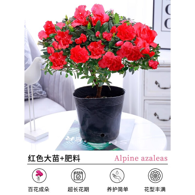 ���ڲ��������Ŷž黨���Ի����ﶬֲ�������ļ������ʻ�������������ֲ�����׻� �����硿��ɫ�ž�+���״�+����