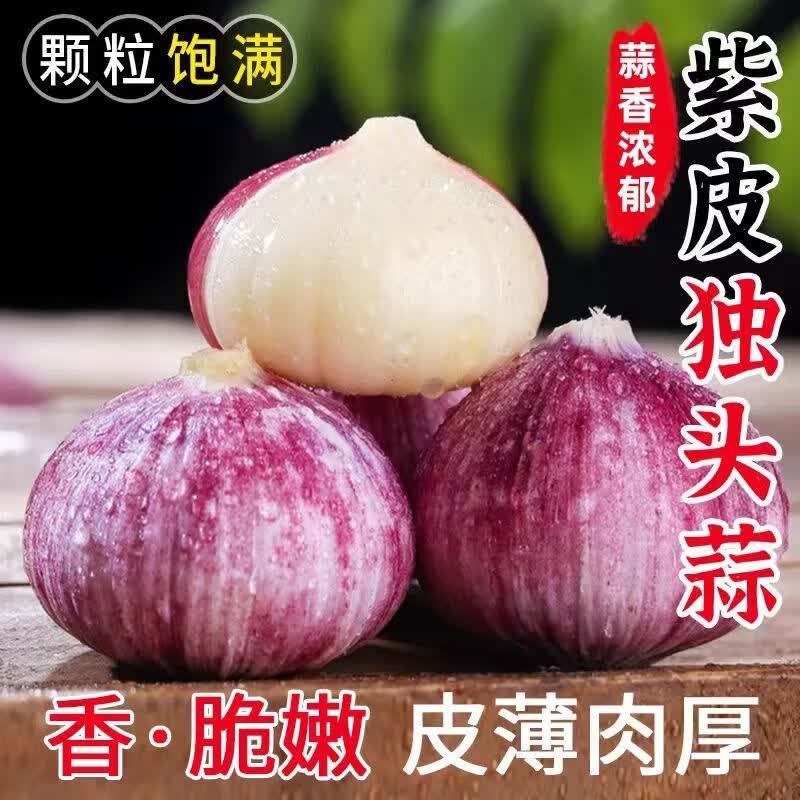 金百粟 云南紫皮独头蒜2026新蒜现挖湿蒜大蒜红皮新鲜独蒜蔬菜辛辣味浓 净重0.9-1斤【尝鲜试吃】 中果2.5-3.0cm[品质升级]