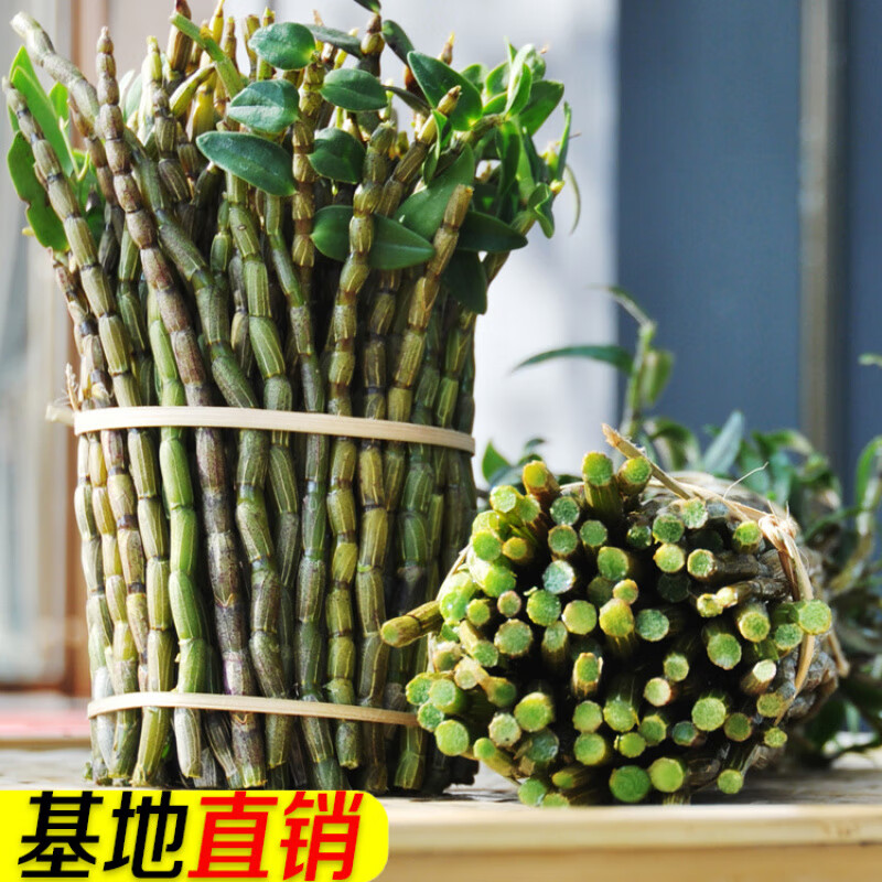 霍山铁皮石斛鲜条五年生紫皮石斛中药材新鲜石斛条石斛枫斗石斛花 铁皮石斛新鲜短条500克