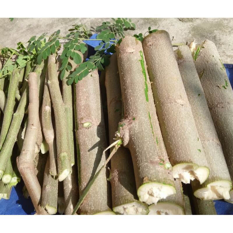 江影清新鲜现砍辣木树枝印度辣木茎生辣木老茎 辣木枝叶广东种植枝条