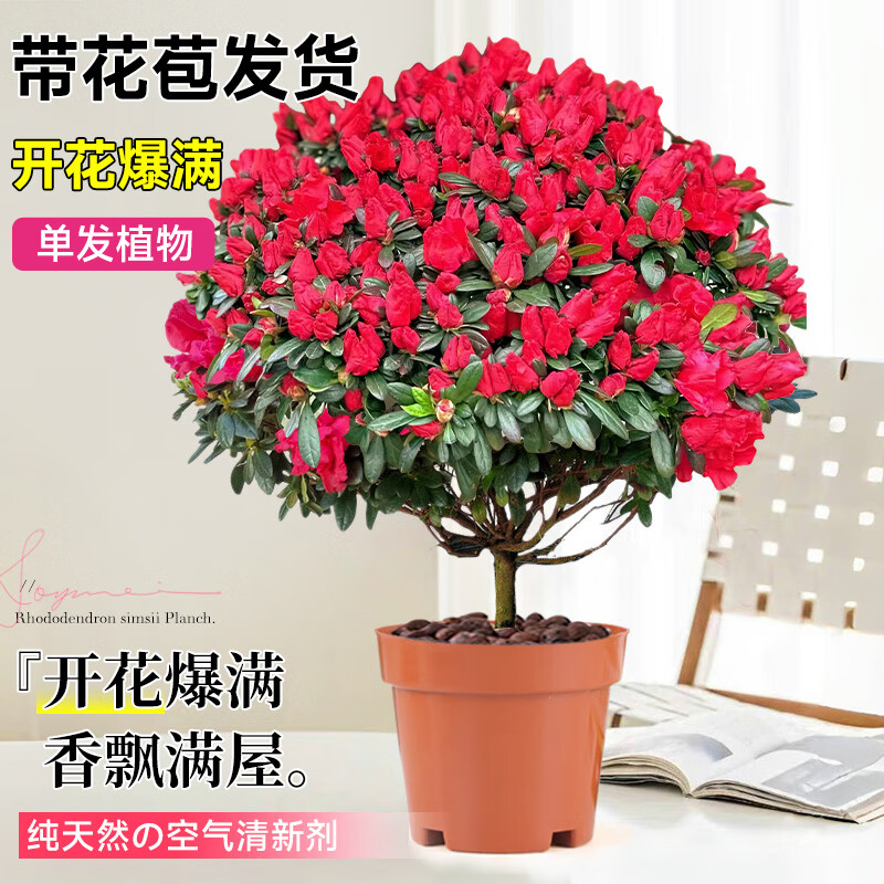 ���ڲ�������ʱ�� �ž黨���Դ��������� ���������ʻ����ļ�������̨��������ֲ�� �����硿��ɫ1��/30-35cm-����ֲ��