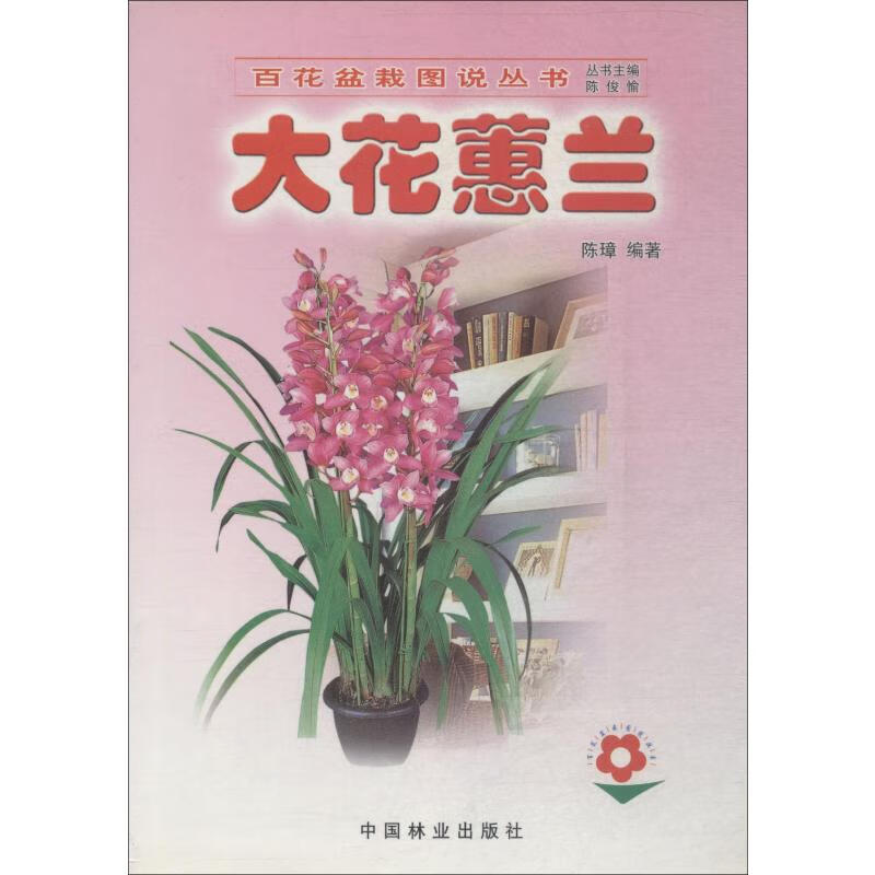 大花蕙兰